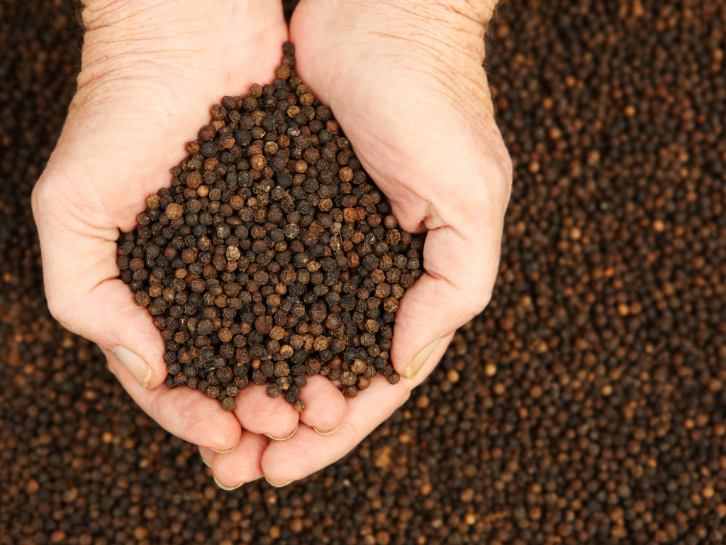 All About Black Peppercorns Turmeric Life