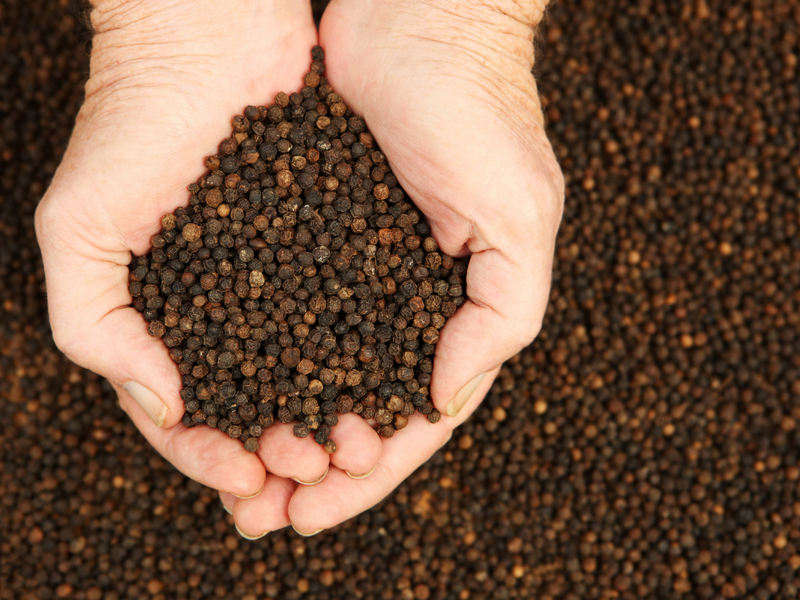 All About Black Peppercorns