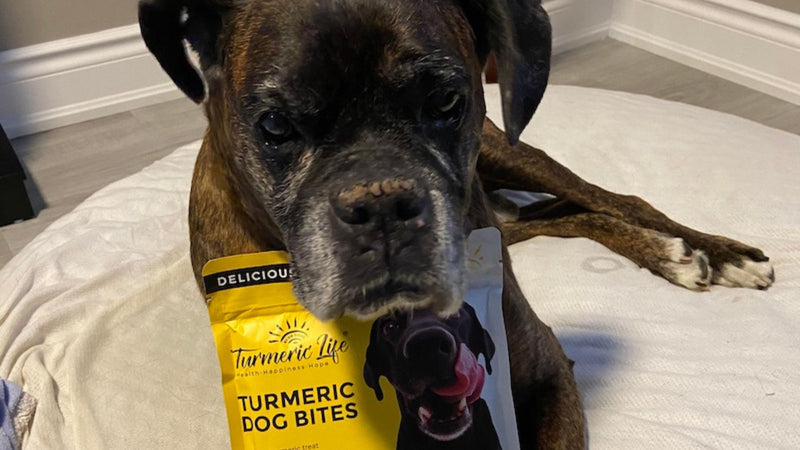 From Pain to Play: Diesel's Arthritis Journey with Turmeric Dog & Pet Bites